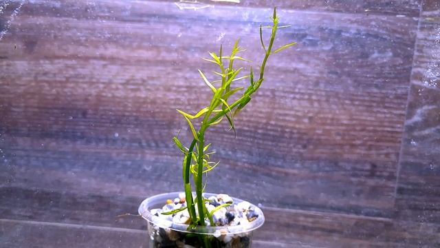 ГРАТИОЛА БРЕВИФОЛИЯ ( Gratiola brevifolia ) смотреть онлайн