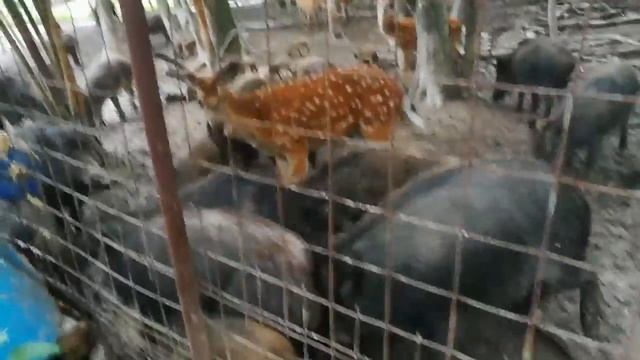 В мире животных. "Мне тоже кушать надо!" КАК ОЛЕНЬ У КАБАНОВ КОРМИЛСЯ. смотреть онлайн