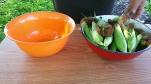 Первый УРОЖАЙ МИНИ КУКУРУЗЫ..