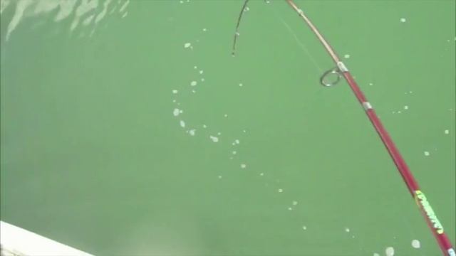 SLAYING FISH WITH GULP MINNOW WATCH IN 480 QUALITY