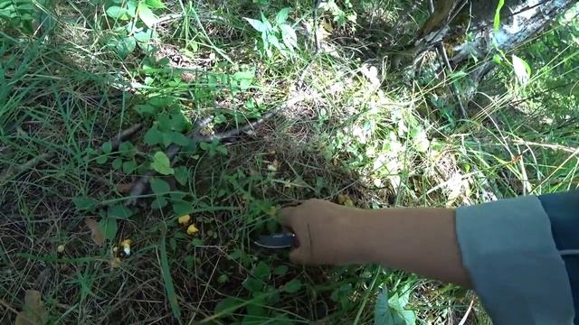 за грибами. Мистика в лесу. смотреть онлайн