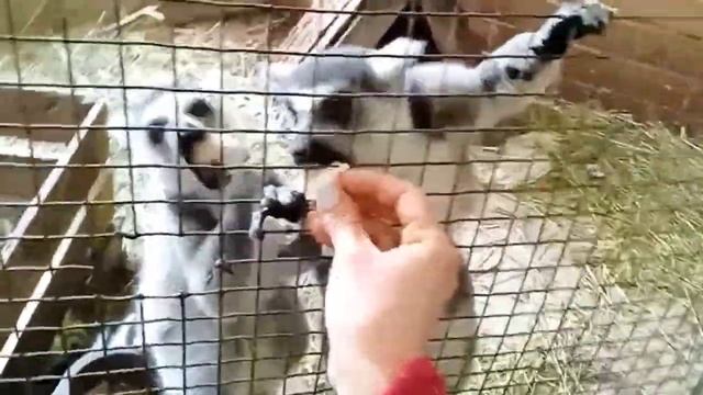 ?"БАНАНОВЫЕ" ЛЕМУРЧИКИ. смотреть онлайн