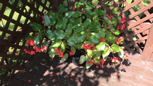 Обрезаю петунью и Колебрахоа. Полив.