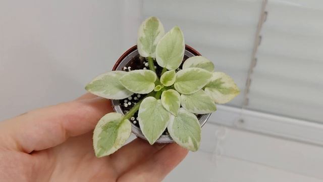 Фиалка Rob's Lucky Number смотреть онлайн