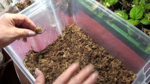 Как в домашних условиях вырастить мох сфагнум. И укоренить в нем черенки.