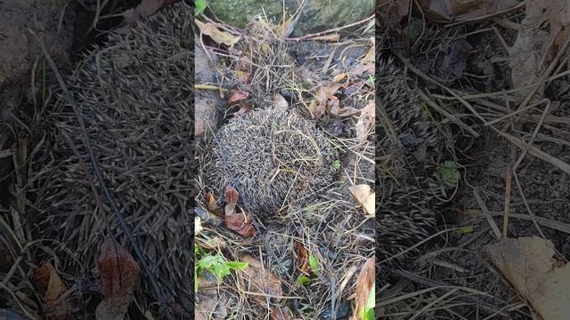 The spiky balls. Колючий живой мячик . смотреть онлайн