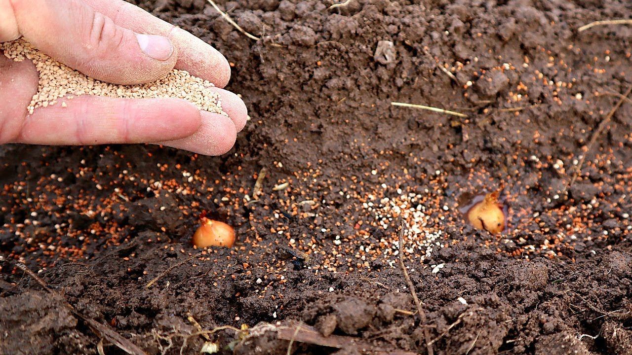 Сделайте так чтобы лук севок не пошел в стрелку а дал огромные сладкие луковицы! смотреть онлайн