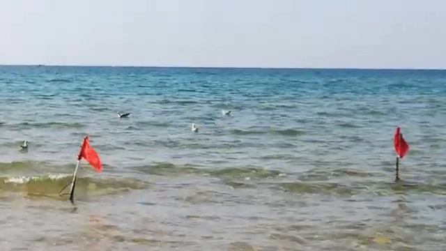 Как чайки отдыхают в Анапе ⛱️ смотреть онлайн