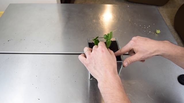 How To Propagate Christmas Cactus Cuttings! SIMPLE AND EASY! смотреть онлайн