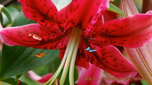 Лилия от-гибрид Мисс Фея (lilium ot-hybrid miss feya) ? обзор: как сажать, луковицы лилии Мисс Фея смотреть онлайн