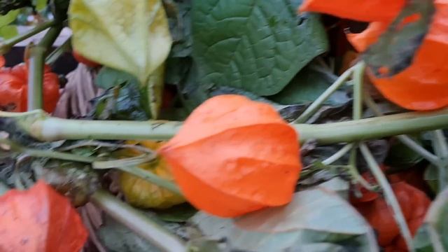 Прохладные выходные наполненные неожиданностями смотреть онлайн