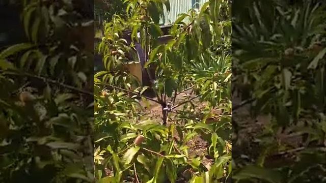 Персик краснолистный Бургундия смотреть онлайн