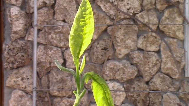 Авокадо. Что случилось с деревцем авокадо?! Подскажите! смотреть онлайн