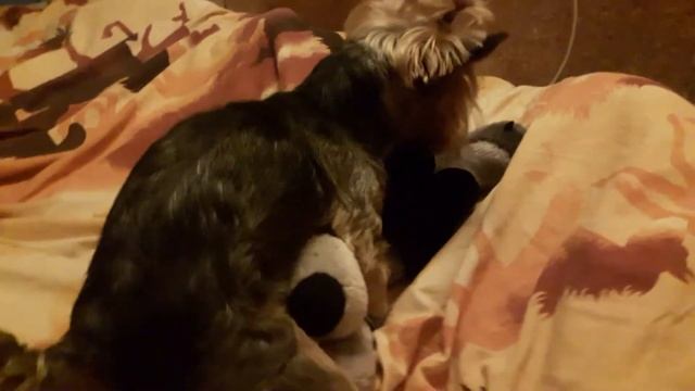 Мел и его волк. Йоркширский терьер смотреть онлайн