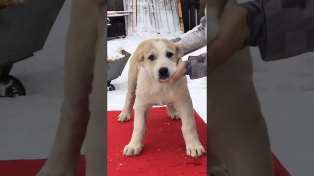 САО Алабай 2 Багира правнучка Бульдозера , Матурхана , Цезаря т. +375447438506 смотреть онлайн