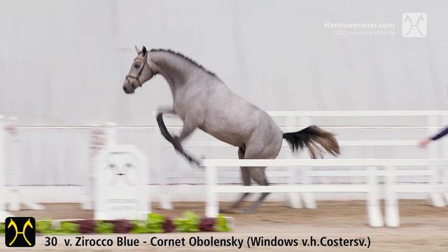 Verden Stallion Licensing 2020 - No. 30 Stallion by Zirocco Blue - Cornet Obolensky - Polydor смотреть онлайн