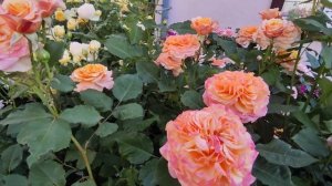 Роза Сер Джон Бетжемен (Sir John Betjeman (AUSvivid) и соседи????