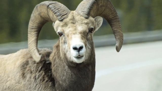 Снежный баран описание, характеристика и особенности породы смотреть онлайн