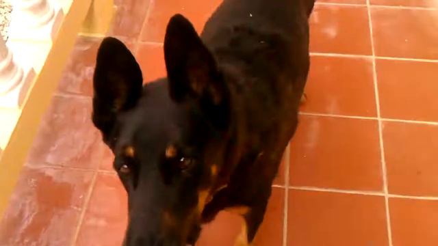 How to make Puerto Rican Pasteles from our family farm in San Lorenzo Puerto Rico +other dishes!🇵🇷 смотреть онлайн