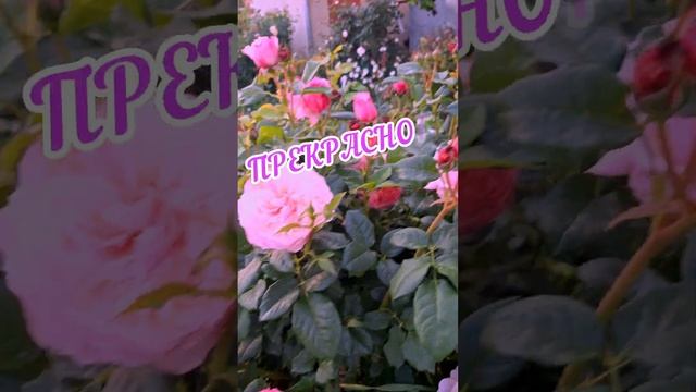 РОЗА КОНСТАНС - ШЕДЕВР В САДУ ??? 5 ИЮЛЯ 2023 г. смотреть онлайн
