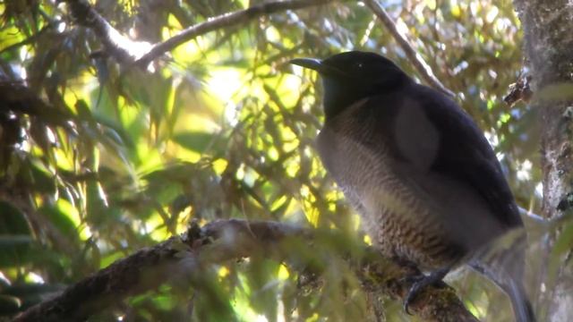 Female Stephanie's Astrapia смотреть онлайн
