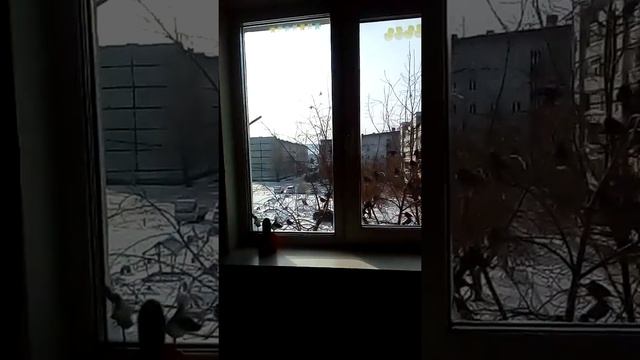 Кормим птичек пшеном. За окном кормушка. Наше видеонаблюдение) смотреть онлайн