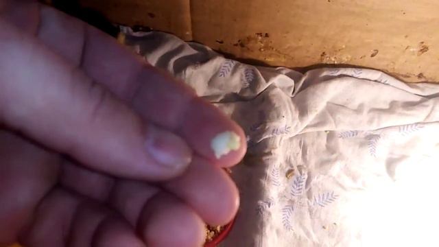 Утята, утки башкирские смотреть онлайн
