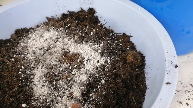 gardenias tips y secretos CHUYITO JARDINERO смотреть онлайн