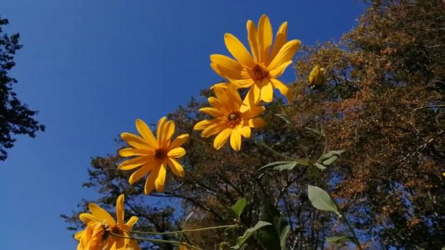 Топинамбур