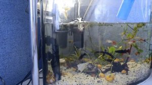 Сифоним грунт. Аквариум улиточник. Что делать с аквариумной водой???