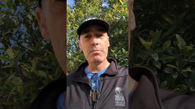 Original Yellow Wiggle, Greg Page Talks About his Recovery from Sudden Cardiac Arrest смотреть онлайн