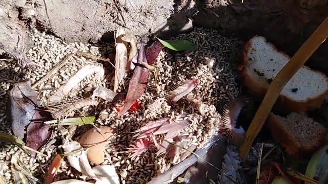 Рыбалка на нижней Волге смотреть онлайн