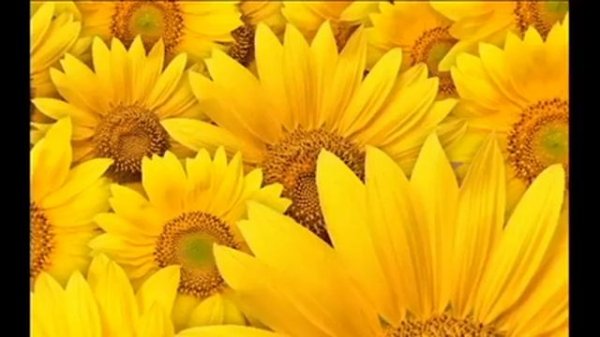 Yellow Nails Summer Nail Art Designs in Yellow Color