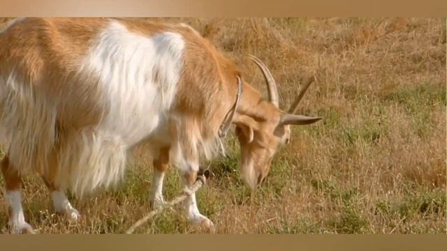 Домашние животные и их малыши. Животные и их детёныши. Животные, которые живут на ферме. смотреть онлайн