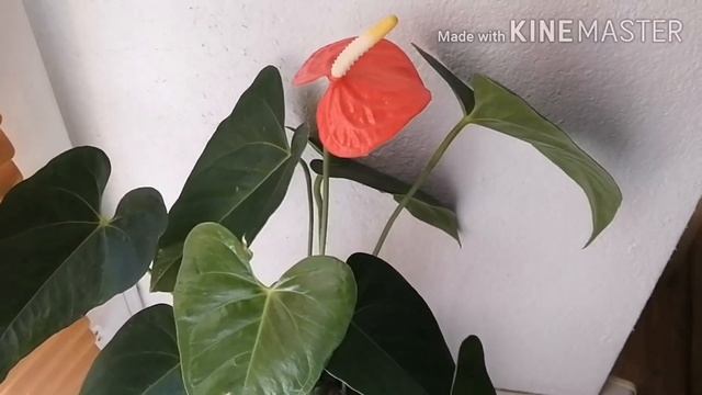 Антуриум Беби оранж/Anthurium Baby Orange/о сорте и уход смотреть онлайн