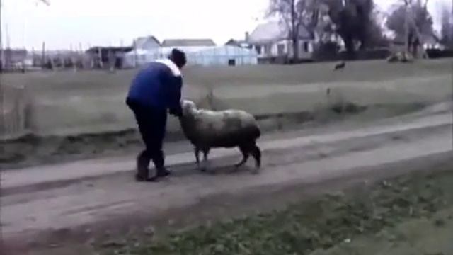 Бежит баран смотреть онлайн