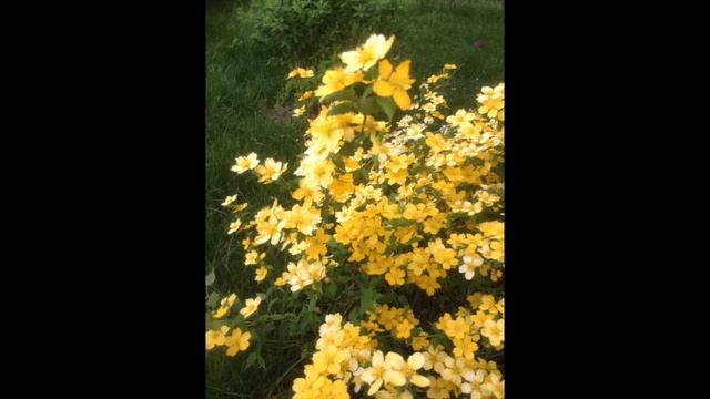 Harpe - Pascal Coulon - "Valse en java" compos. 2009. смотреть онлайн