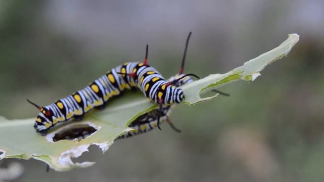 гусеница ест листья смотреть онлайн