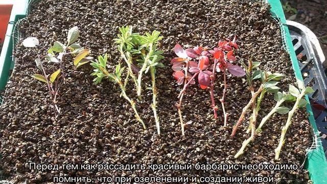 Барбарис кустарник — виды, сорта, посадка и уход смотреть онлайн