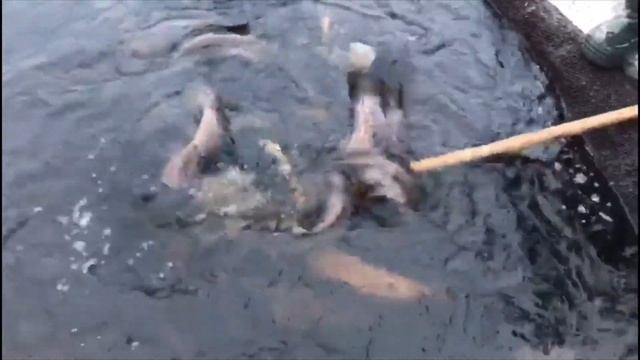 Погрузка налима в Карелии смотреть онлайн