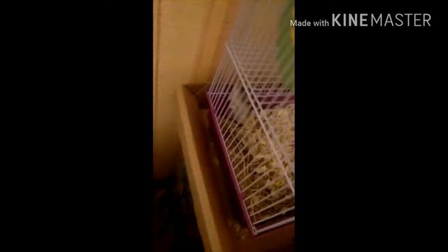 Хомяки разговаривают??!!! Фрося умеет говорить???!!!! 🐹🐹 смотреть онлайн