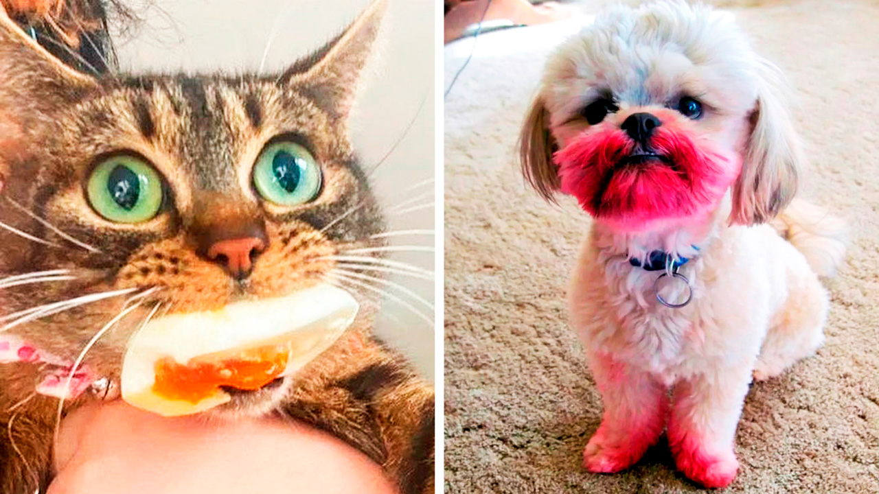 Питомцы, которых застали на месте преступления смотреть онлайн