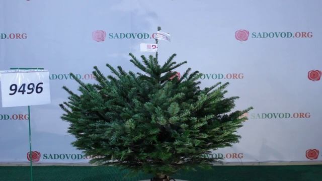 9496 Пихта Нордмана 1.00 - 1.25 м. смотреть онлайн
