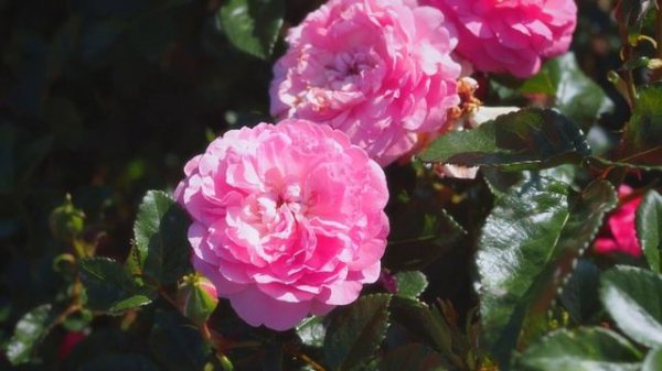 Rose Baie des Anges ROMANTICA ® / Orchid Romance™ Radprov blooming profusely in our 0-phyto trial