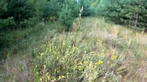 Бессмертник - коротко о полезных свойствах. Что такое фламин. Лечебные свойства