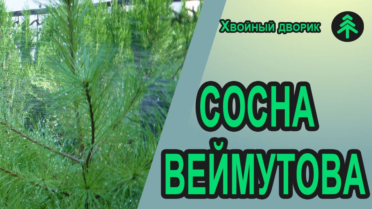 Сосна Веймутова,она же белая-небольшой обзор смотреть онлайн