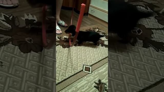 Дрессировка щенка таксы 2,5 месяца смотреть онлайн