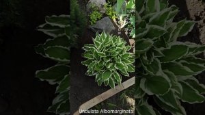 хоста Undulata Albomarginata