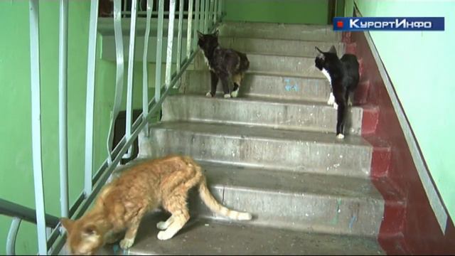 В Курортном районе после смерти хозяйки кошки грызли железные банки. смотреть онлайн