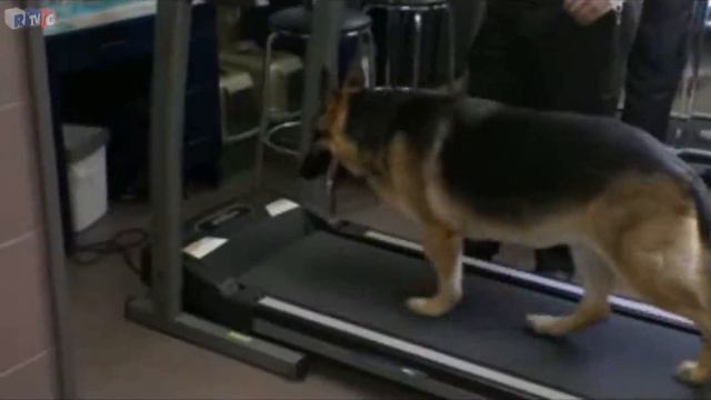Школа для собак Brigade Canin.Канада смотреть онлайн